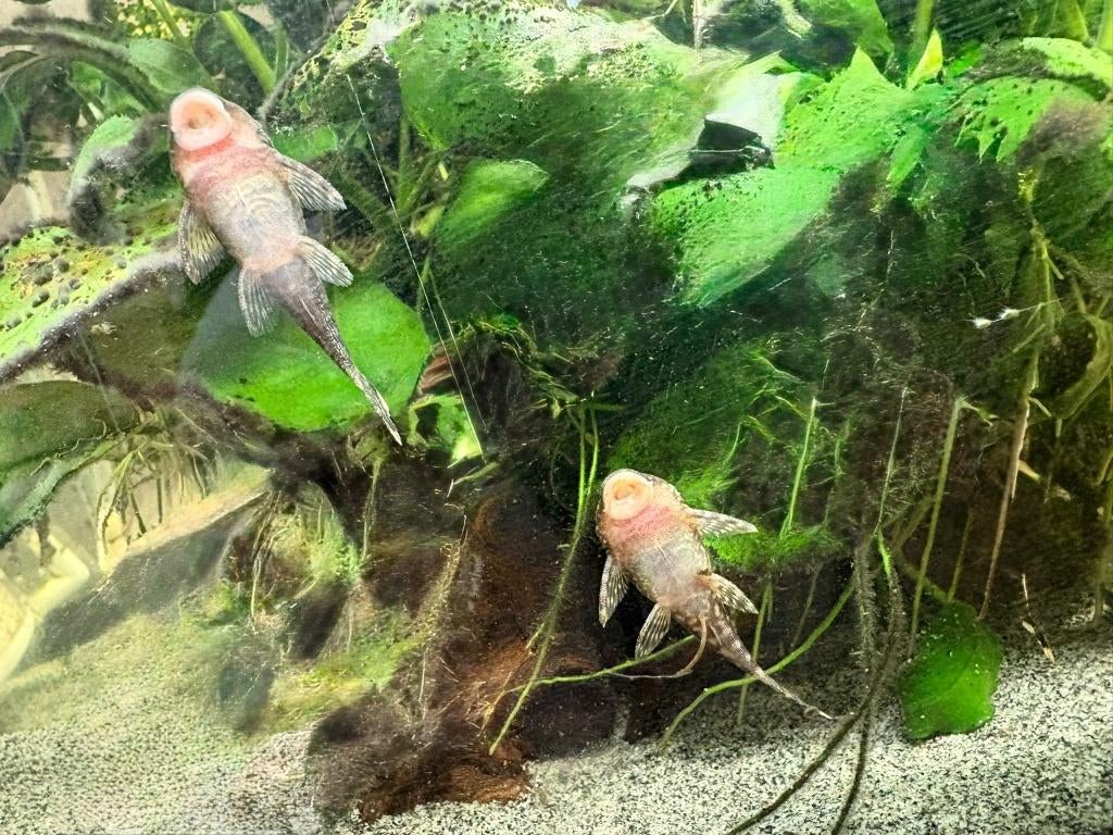 Algeneter, Dieren en Toebehoren, Vissen | Aquariumvissen, Overige typen, Zoetwatervis
