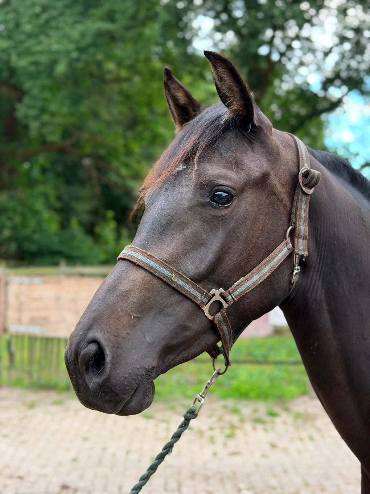 Talentvolle 2 jarige merrie, Dieren en Toebehoren, Paarden, Merrie, Springpaard, Met stamboom, 0 tot 2 jaar