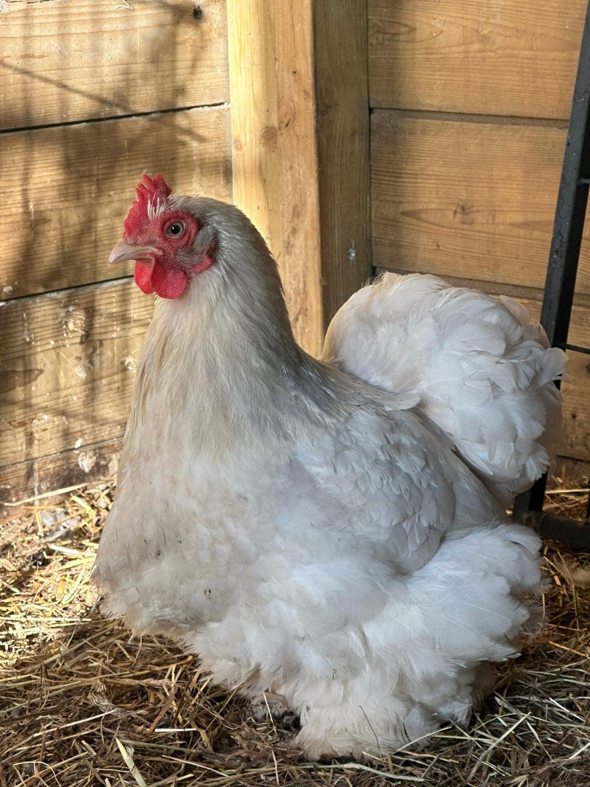 Cochin kriel koppel, Meerdere dieren, Kip