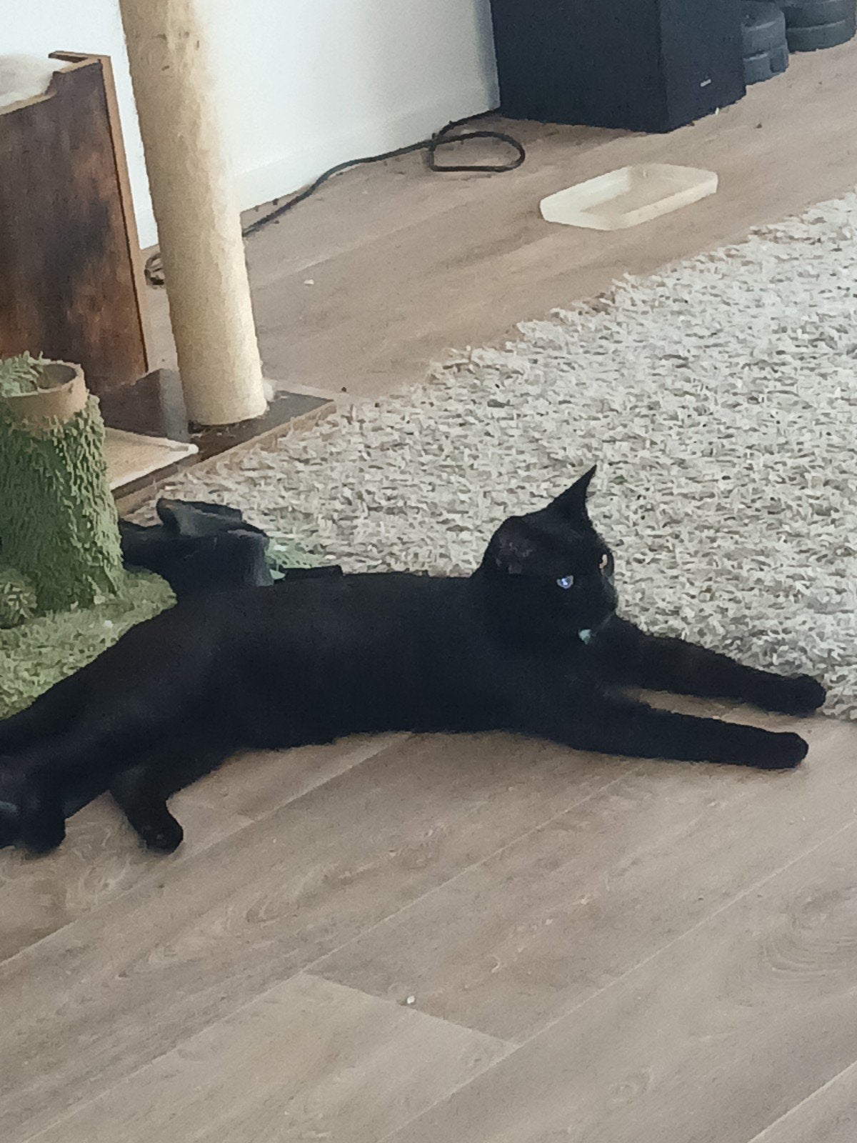 Zwarte Kat met witte vlek 1 jaar oud