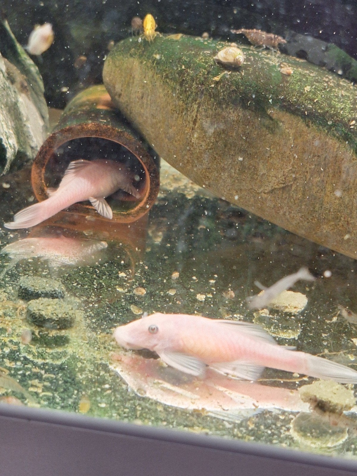 L144 Snow White Shortfin algeneter, Vis, Zoetwatervis, Schoolvis