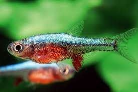 Rasbora axelrodi sp Blue - Koidream Valburg
