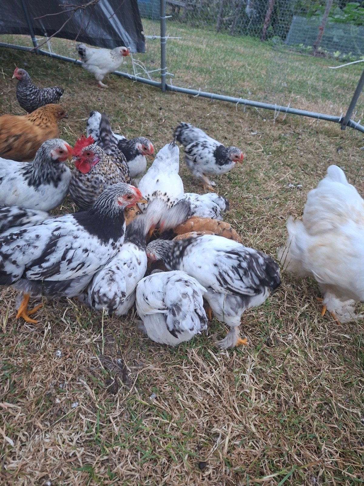 Leuke krieltjes, Dieren en Toebehoren, Pluimvee, Meerdere dieren, Kip