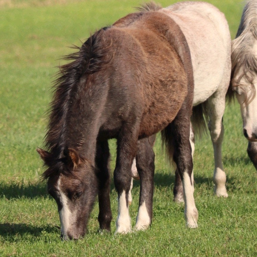 hengstveulen welsh A, Dieren en Toebehoren, Hengst, B pony (1.17m tot 1.27m), Met stamboom, 0 tot 2 jaar