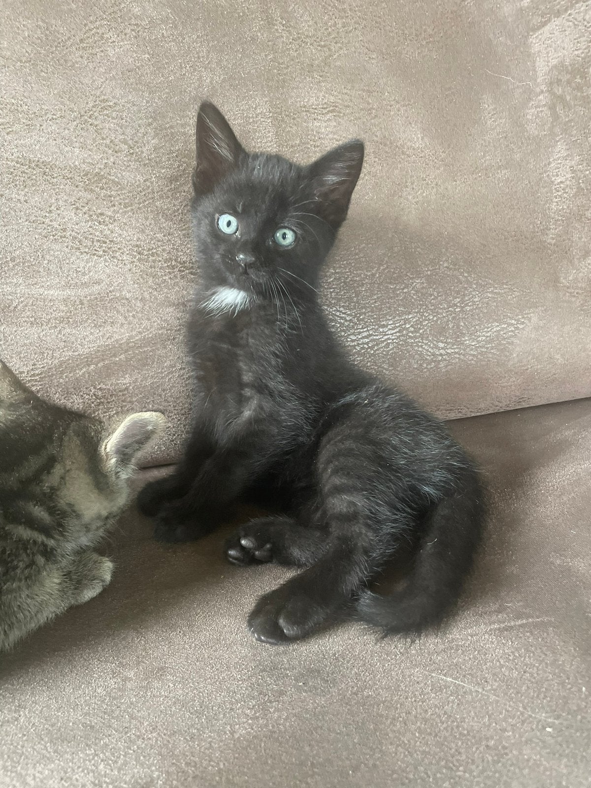 Lieve zwarte kater te koop!, Meerdere dieren, Kortharig, 0 tot 2 jaar