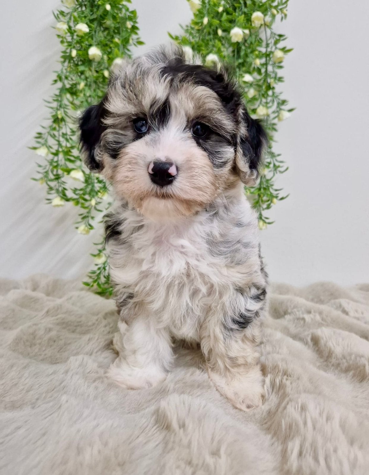 Prachtige boomer pups, Dieren en Toebehoren, Parvo, Nederland, 8 tot 15 weken, Meerdere