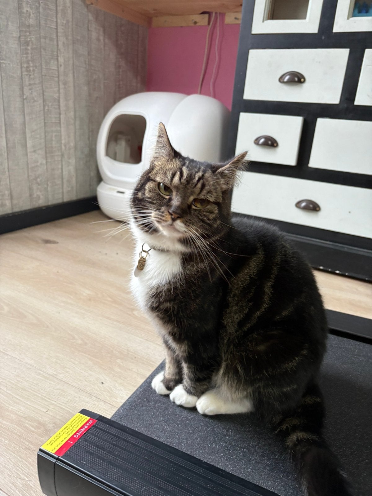 Nieuw huisje gezocht voor winter., Dieren en Toebehoren, Katten en Kittens | Overige Katten, Kater