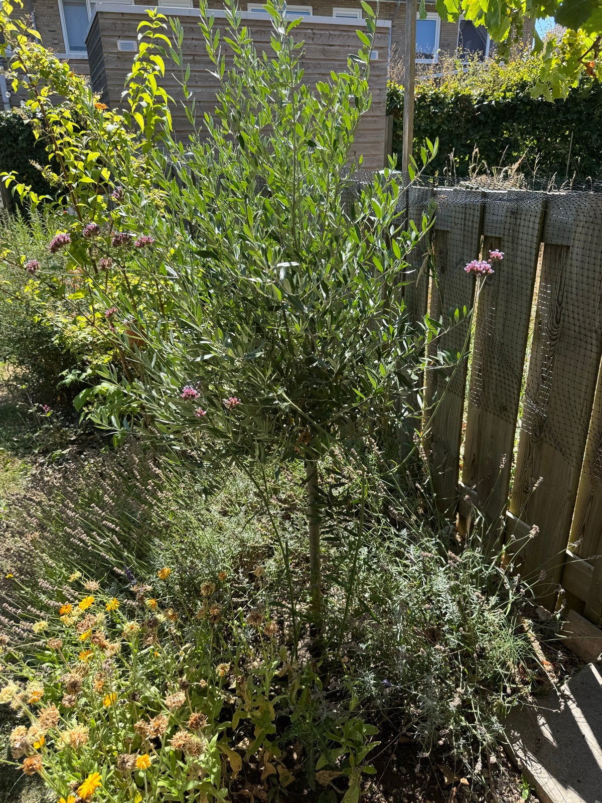 Mooie Olijfboom - Ideaal voor tuin of terras, Lente, 100 tot 250 cm, Olijfboom, Ophalen