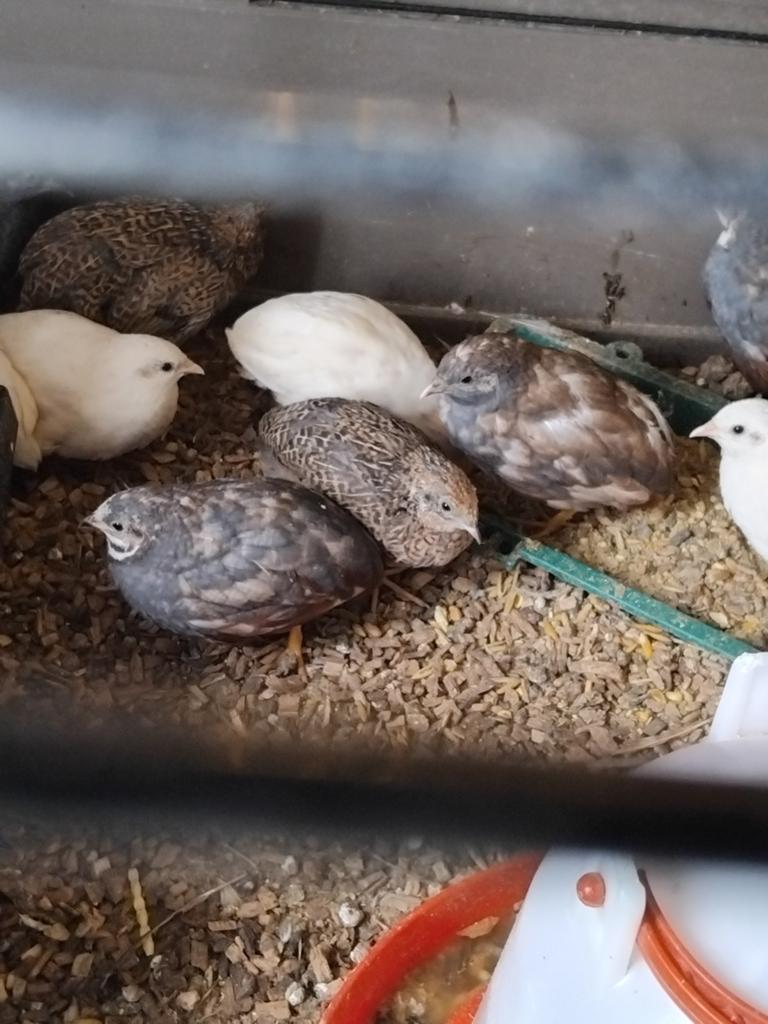 Chinese kwartels hennen, nog niet aan de leg 5 a 8 weken oud, Dieren en Toebehoren, Vrouwelijk, Overige soorten