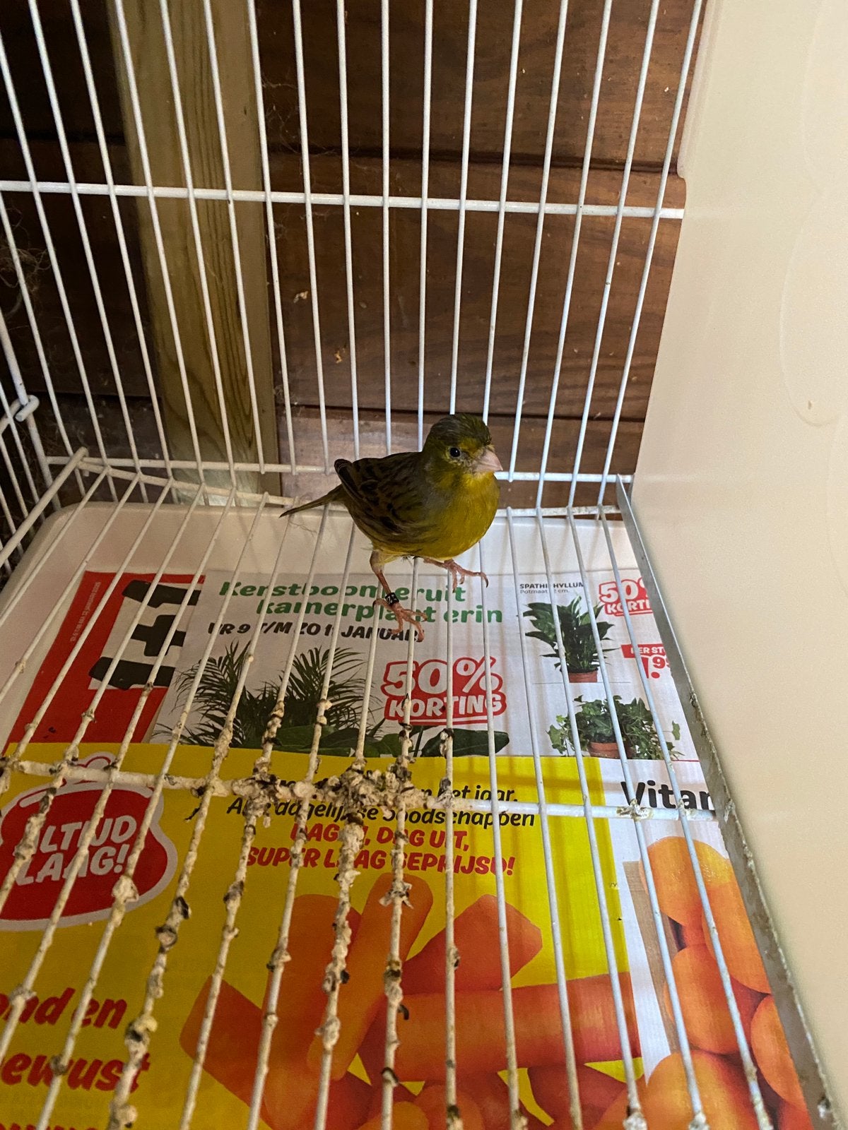 Kanarie pop €25, Minder dan 60 cm, 110 cm of meer, Ophalen of Verzenden, Zo goed als nieuw