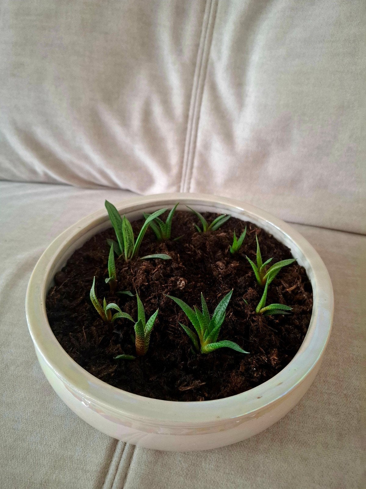 Elegant bowl with 10 cactus | 22,5cm x 7cm, Ophalen, Cactus, Volle zon, Minder dan 100 cm