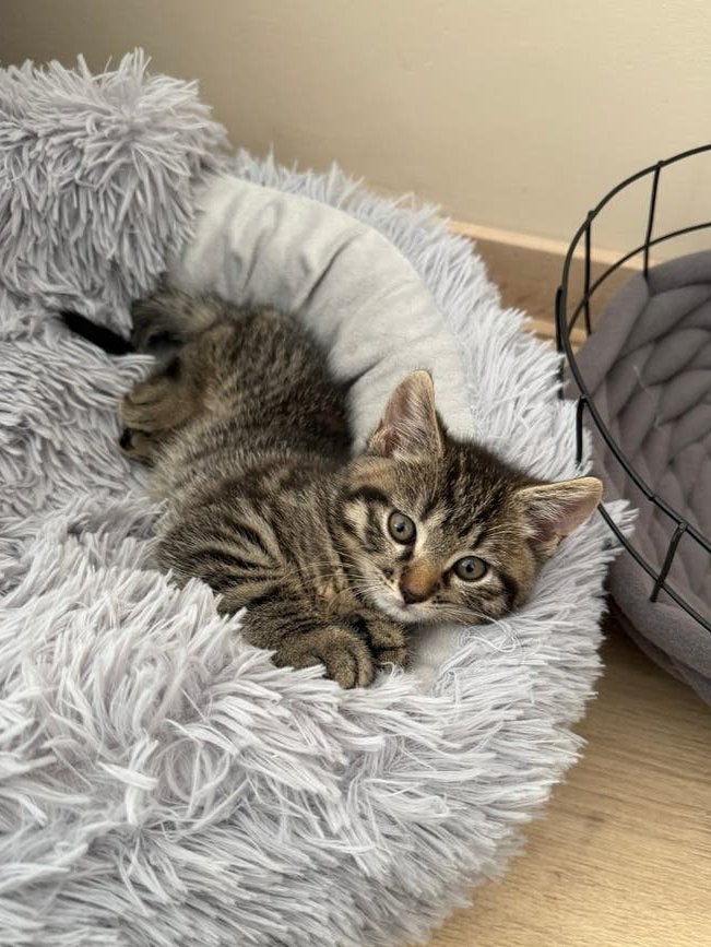 Britse korthaar kittens, Meerdere dieren