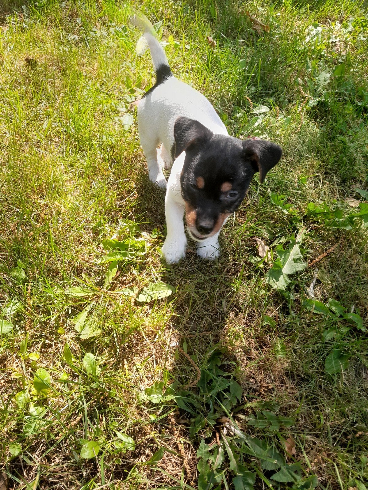 jack russel teefje zoekt leuk lief baasje, Dieren en Toebehoren, Honden | Jack Russells en Terriërs, Jack Russell Terriër, 8 tot 15 weken