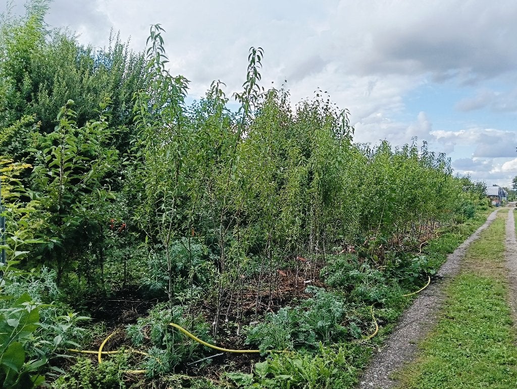 bomen en struiken van verschillende formaten, Tuin en Terras, Planten | Bomen, Ophalen, Lente, Volle zon, Overige soorten