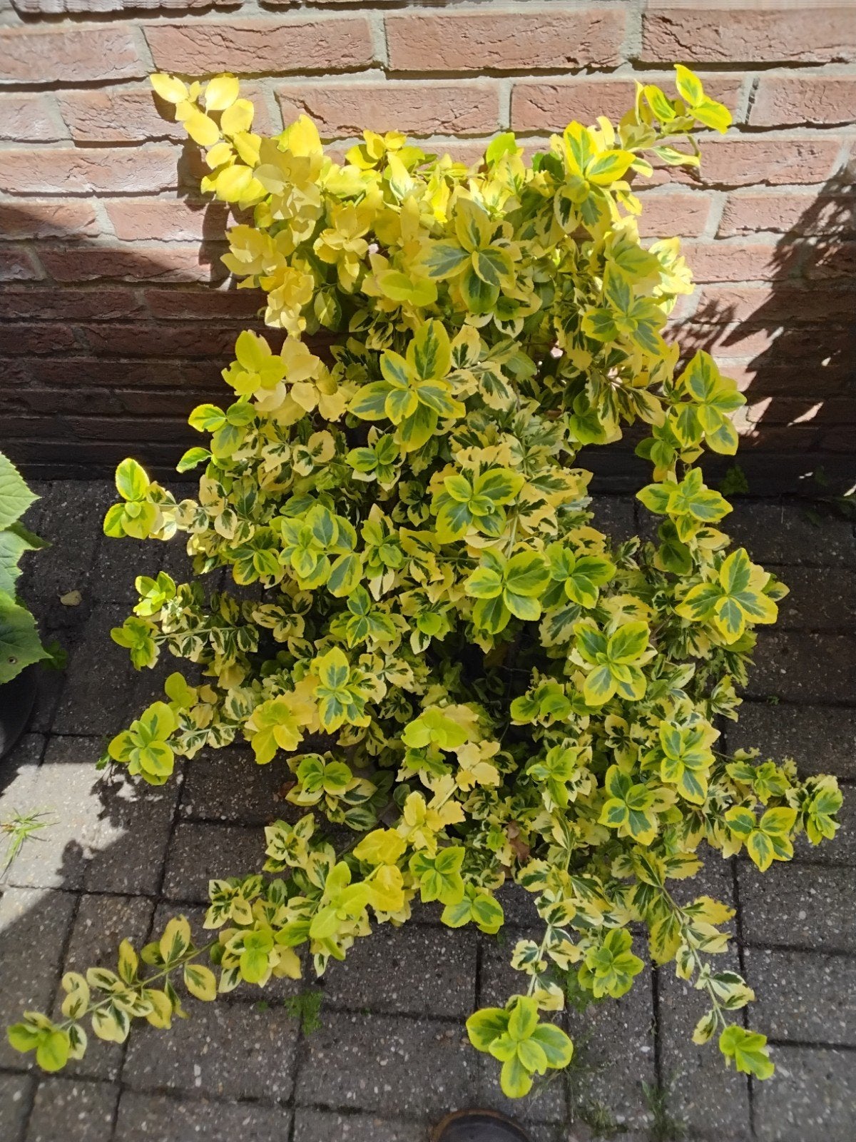 Groenblijvende kardinaalshoed, Tuin en Terras, Planten | Struiken en Hagen, Ophalen, Overige soorten, Minder dan 100 cm