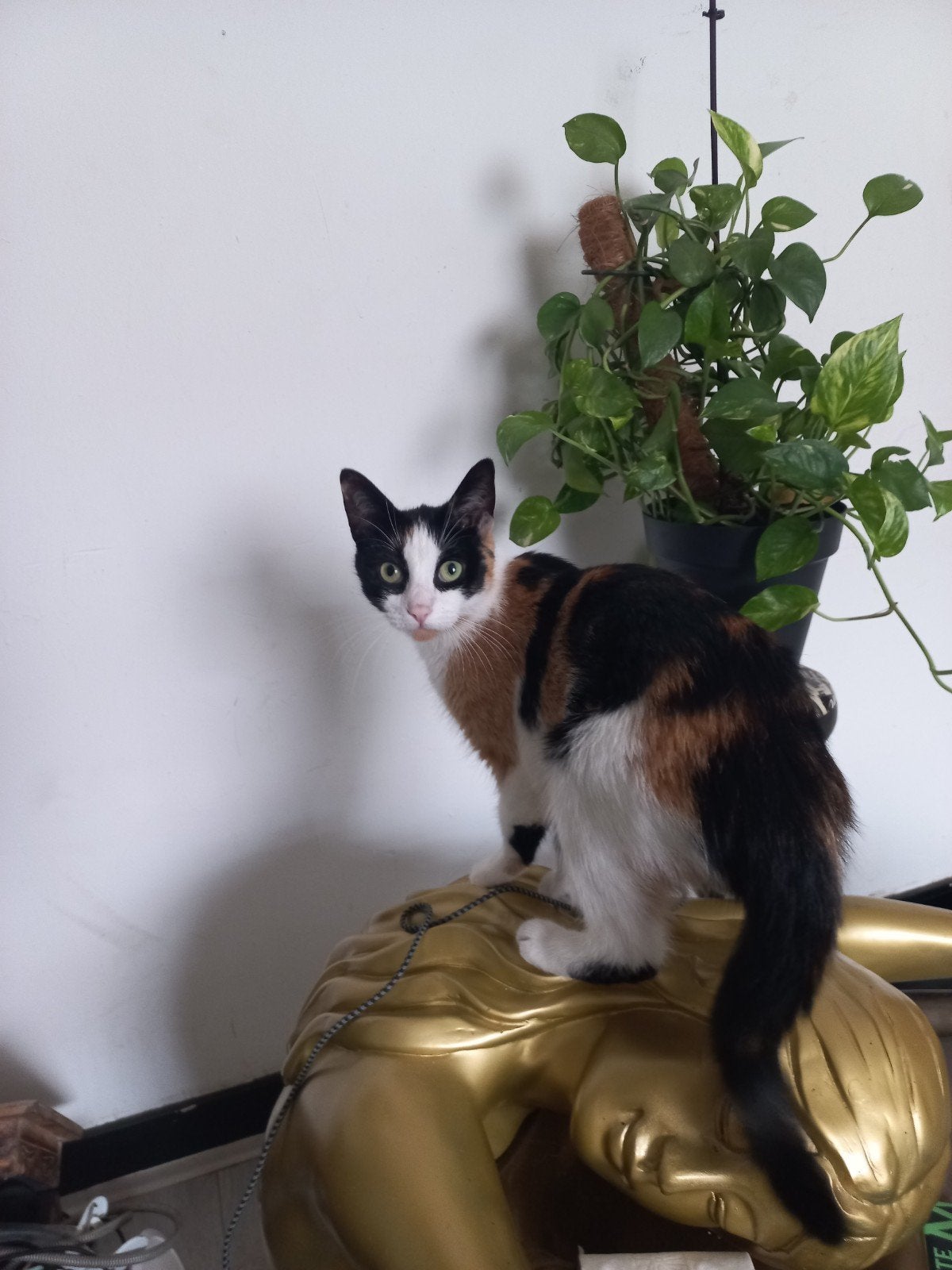 HuistuinKeuken poes, Europese korthaar, Dieren en Toebehoren, Poes, 3 tot 5 jaar