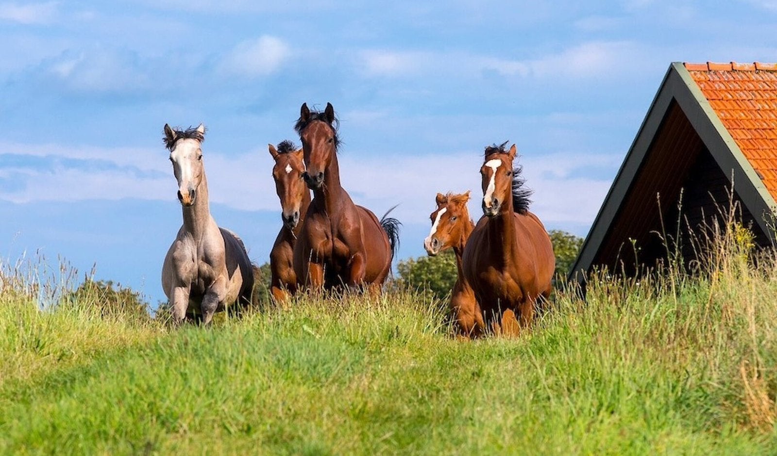 Paarden pensioen stalling, Weidegang, 1 paard of pony