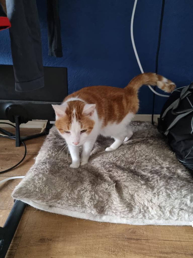 Gratis 10 jarige kat op zoek naar een nieuw huisje., Dieren en Toebehoren, Katten en Kittens | Overige Katten, Kortharig, Kater