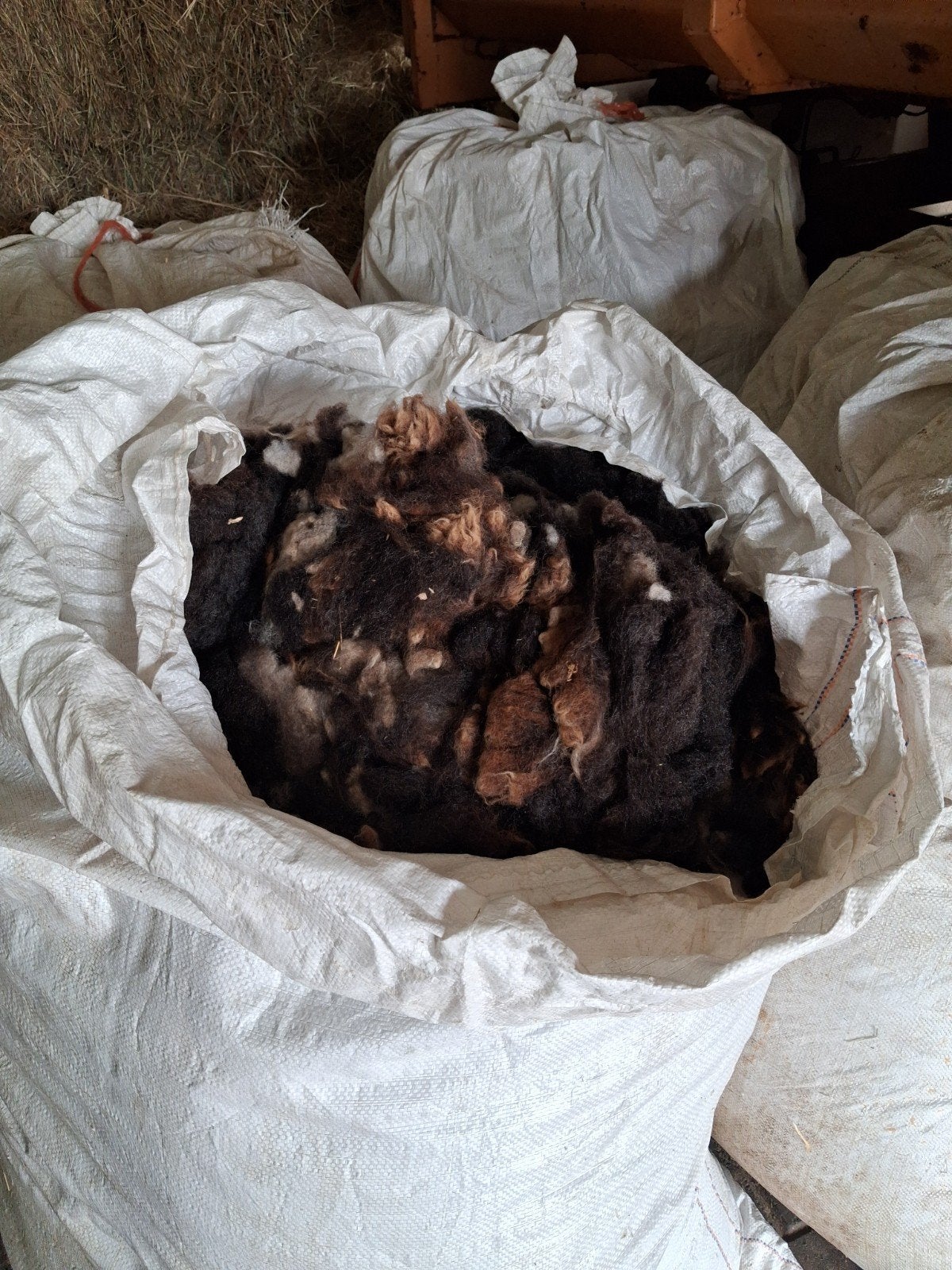 te koop schapen wol, Dieren en Toebehoren, Vrouwelijk, Schaap