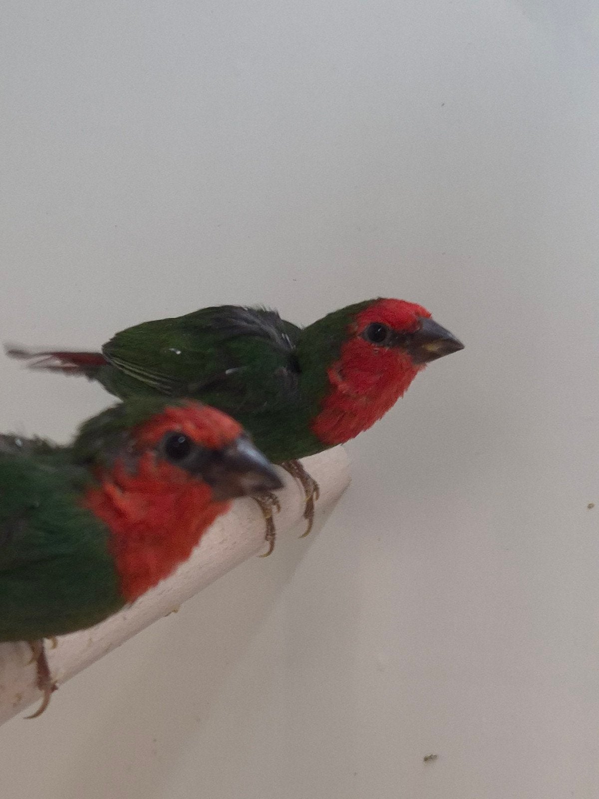 Roodkop papagaai amadines, Dieren en Toebehoren, Vogels | Overige Vogels, Meerdere dieren, Tropenvogel, Geringd