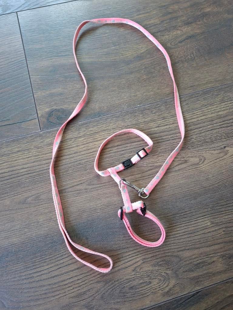 Kitten tuigje, Dieren en Toebehoren, Kattenhalsbanden en Penningen, Ophalen of Verzenden