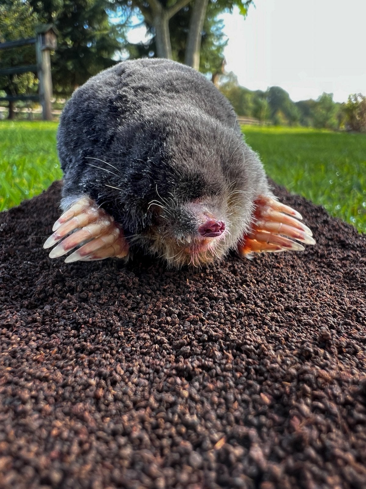 Opgezette mol incl stolp vitrine, Verzamelen, Ophalen, Nieuw, Wild dier, Opgezet dier