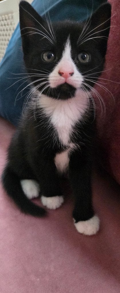 Two cute cats looking for new home, Dieren en Toebehoren, Meerdere dieren, Kortharig, 0 tot 2 jaar