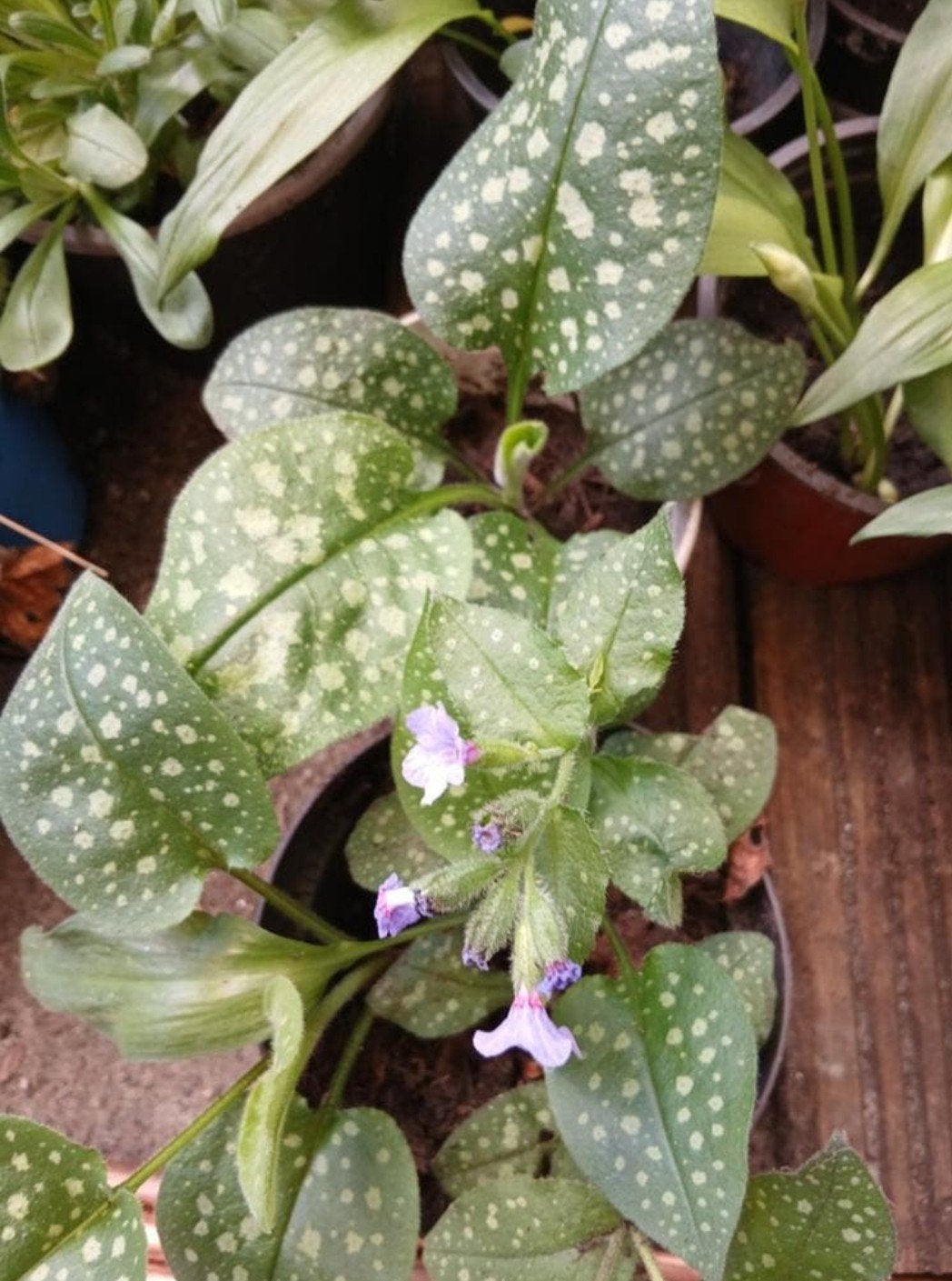 Longkruid stekjes, Tuin en Terras, Ophalen, Lente, Overige soorten, Volle zon
