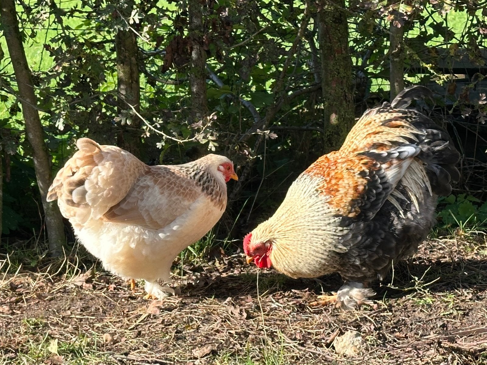Wegens overbezetting: jong krielkippengezin aangeboden., Meerdere dieren, Kip