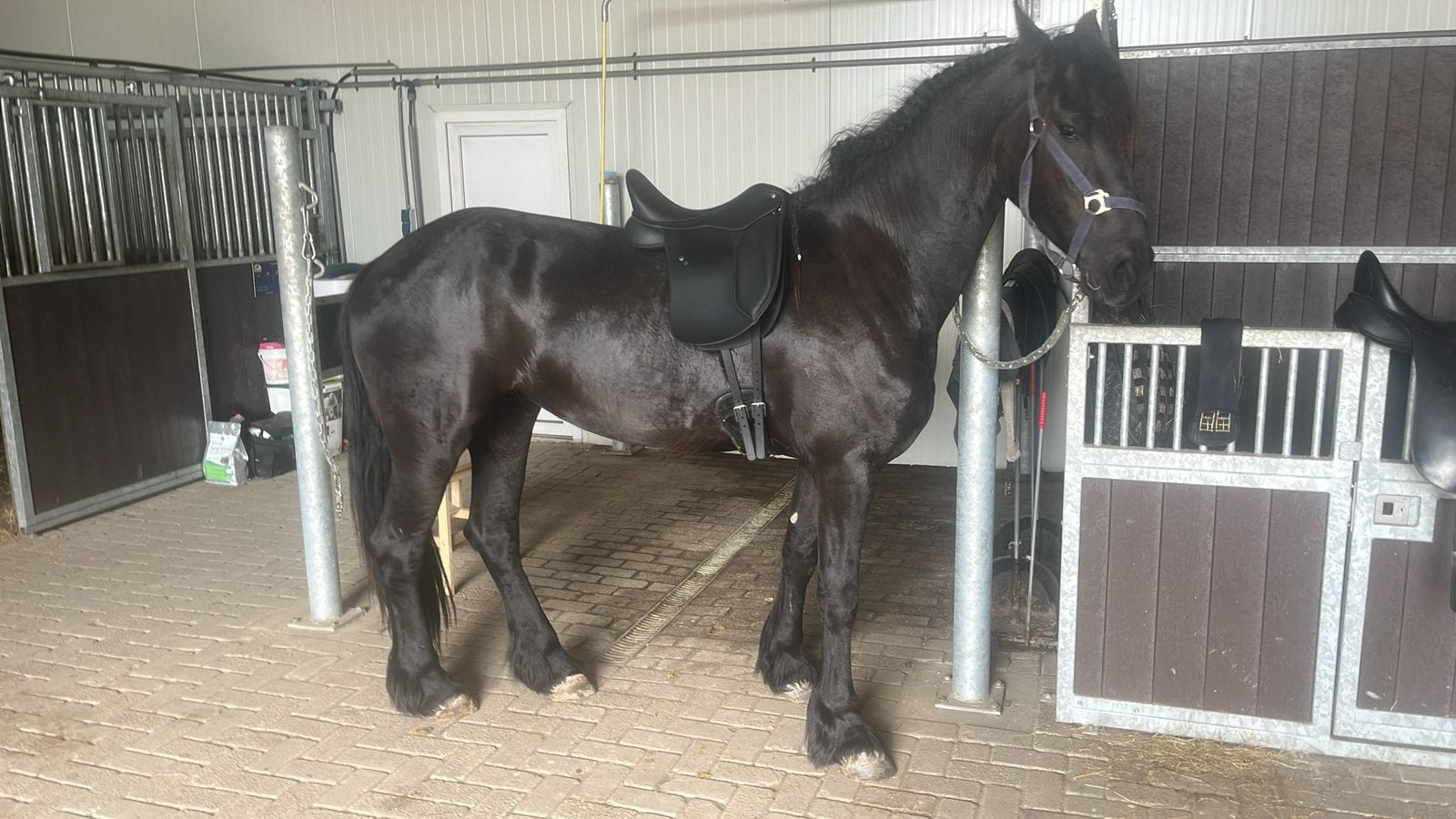 Bijrijder gezocht, Dieren en Toebehoren, Merrie, 0 tot 2 jaar