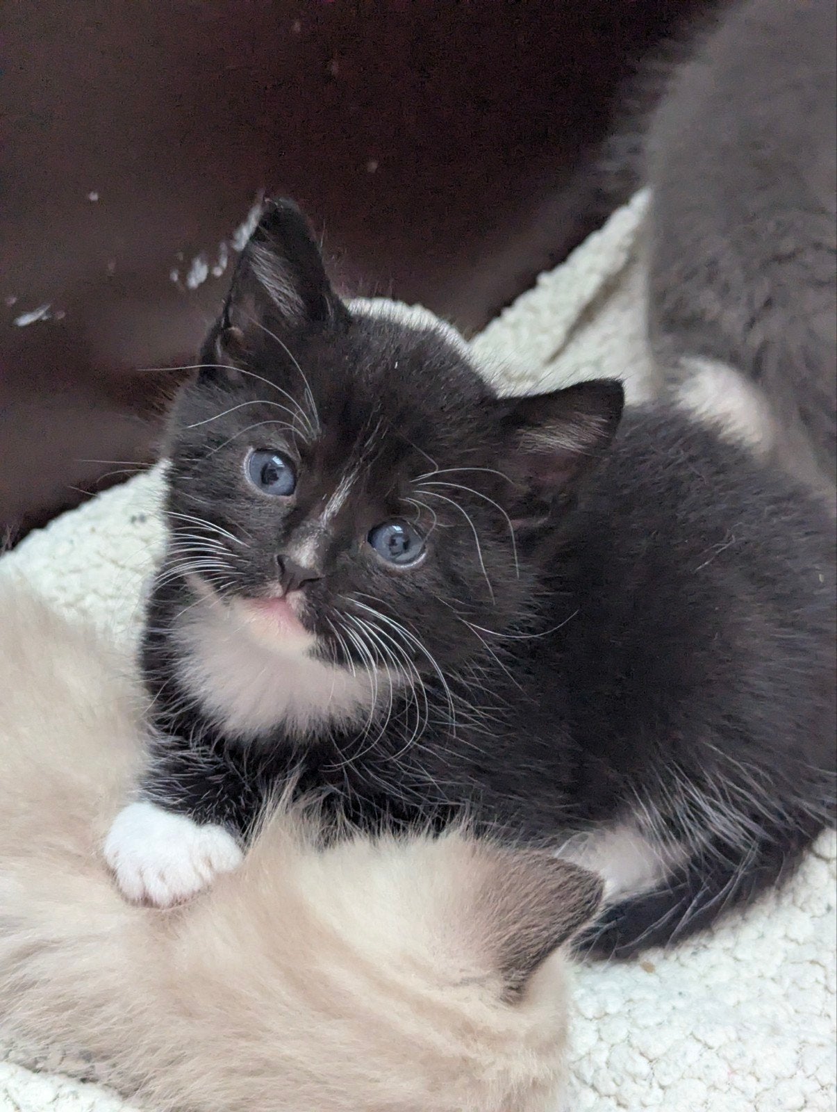 Ragdoll x Europese korthaar kittens, Meerdere dieren, Ontwormd, 0 tot 2 jaar