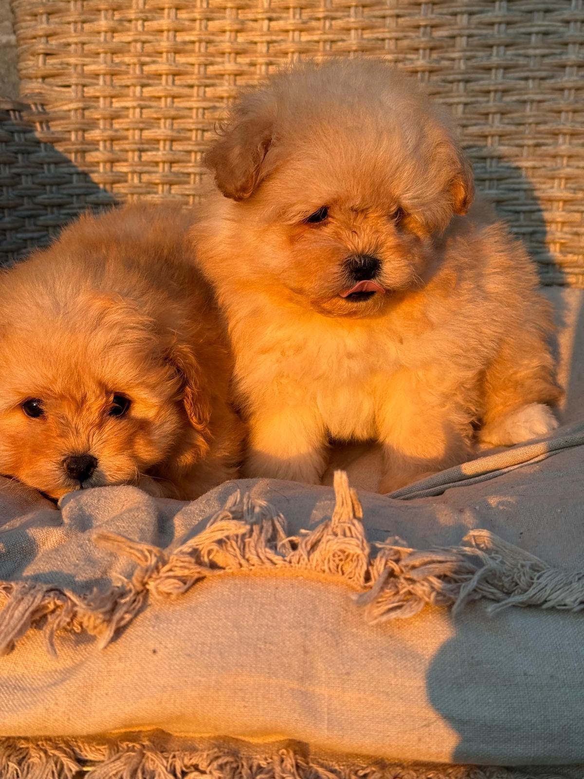 Pomapoo pups - Pomeranian x Poedel mix, Poedel, 8 tot 15 weken, Buitenland, Parvo