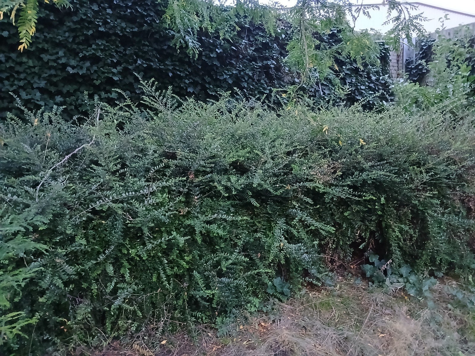 gratis struik kamperfoelie, Tuin en Terras, Ophalen, Overige soorten, Struik