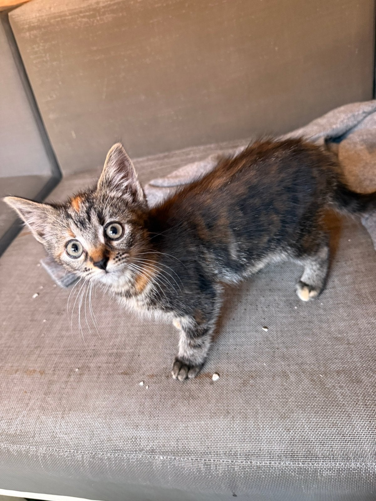 3kittens 10 weken oud, Poes, Kortharig, 0 tot 2 jaar