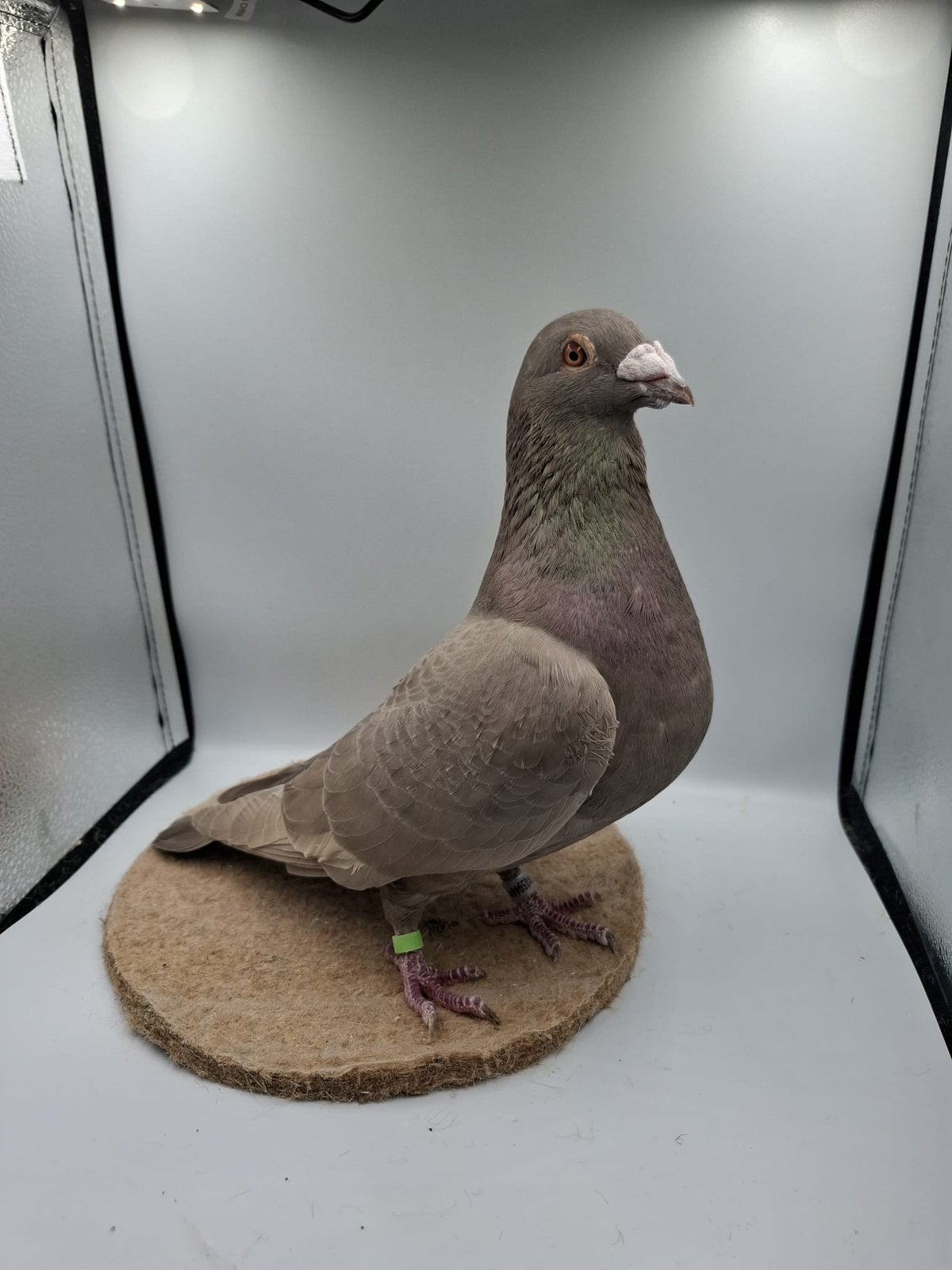 Mooie kleurpostduif, Dieren en Toebehoren, Mannelijk, Postduif