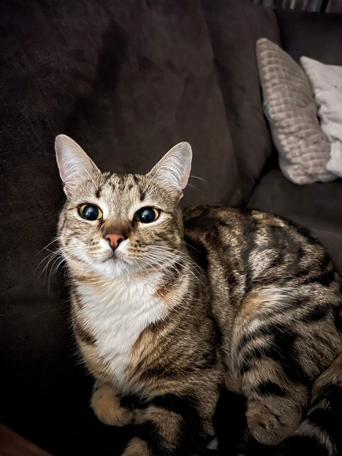 Lieve buitenpoes/kat van 4 jaar oud, Dieren en Toebehoren, Katten en Kittens | Raskatten | Korthaar, Poes, Gechipt, 3 tot 5 jaar