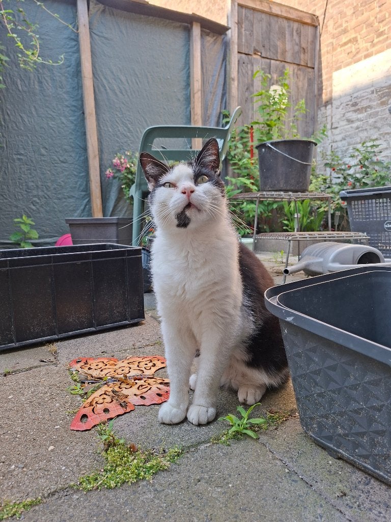 Kater Mason, Kater, Kortharig, 6 jaar of ouder