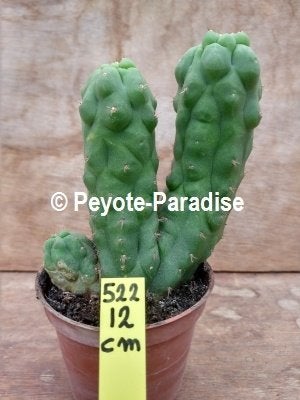 San Pedro Cactus - Unieke monstervormen (klein), Verzenden, Minder dan 100 cm, Bloeiende kamerplant, Volle zon