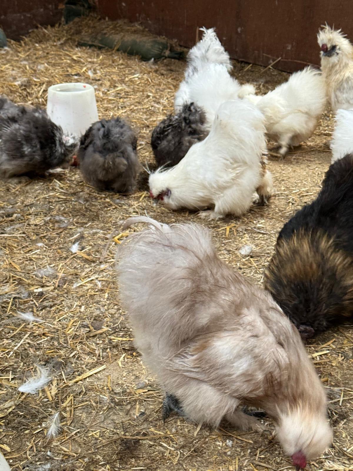 Toom 16 USA zijdehoenders met jonge aanwas, Dieren en Toebehoren, Pluimvee, Meerdere dieren, Kip