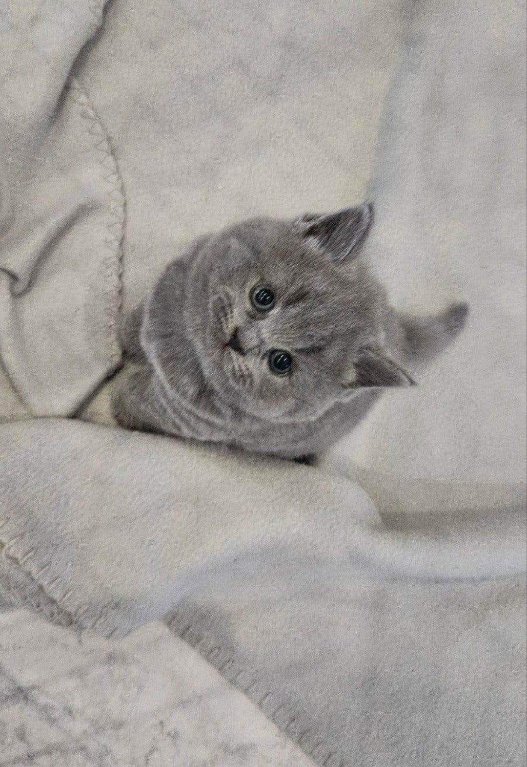britse korthaar kittens, Dieren en Toebehoren, Meerdere dieren
