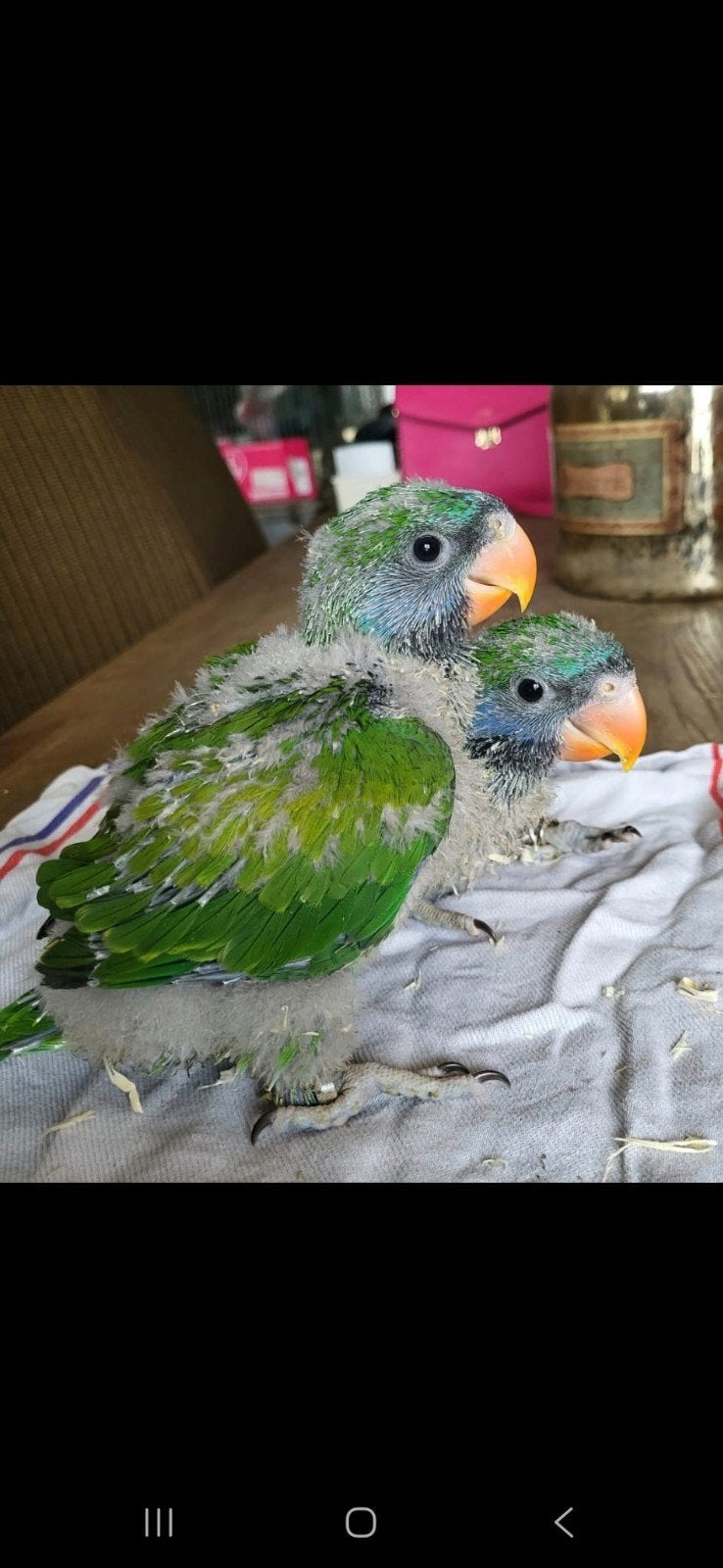 Derbyan parkiet, Dieren en Toebehoren, Vogels | Parkieten en Papegaaien, Geslacht onbekend, Parkiet, Geringd