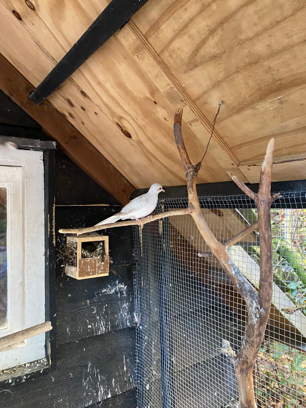 Mannelijke diamantduif, Dieren en Toebehoren, Mannelijk