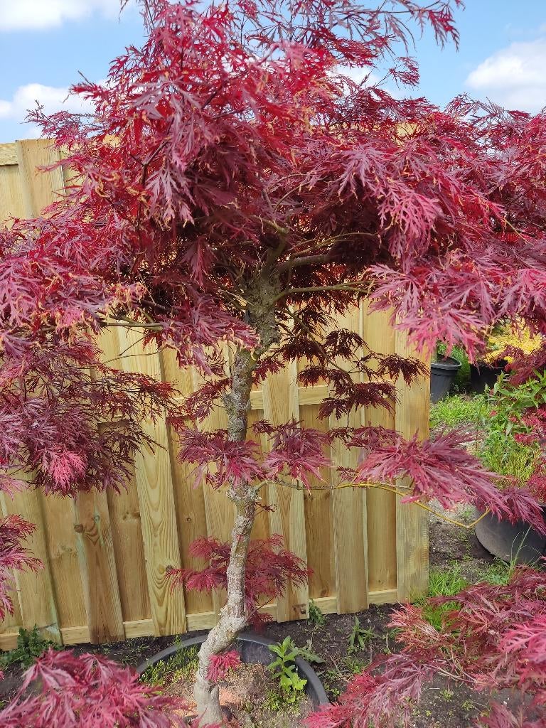 Japanse esdoorn, Tuin en Terras, Planten | Bomen, Overige soorten, 100 tot 250 cm, Halfschaduw, Zomer, In pot, Ophalen of Verzenden