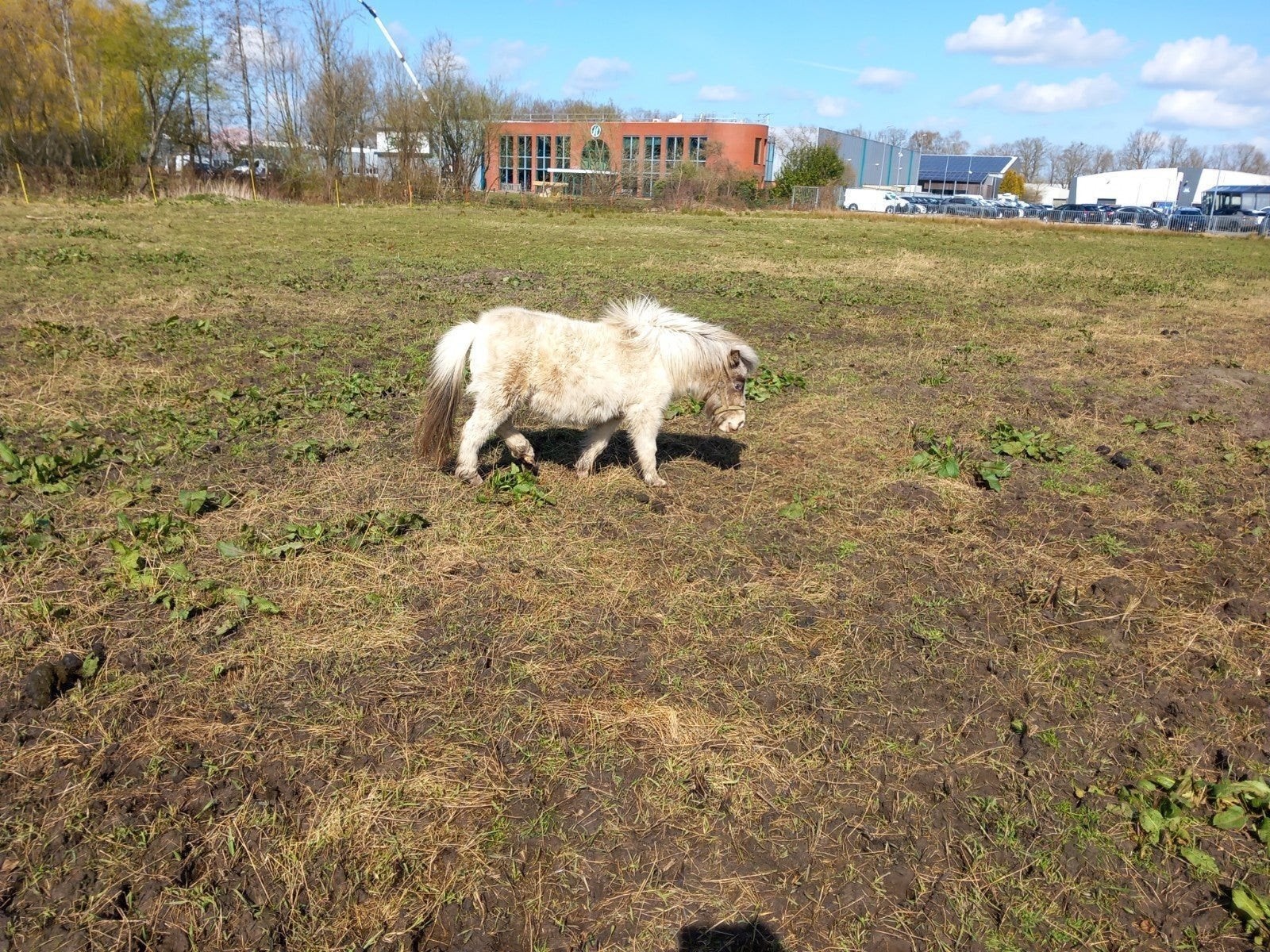 3 jarig merrietje  74 cm, Dieren en Toebehoren, Pony's, Hengst, 0 tot 2 jaar