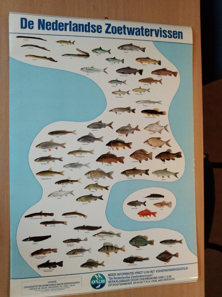 Oude school poster Zoetwatervissen, Antiek en Kunst, Ophalen of Verzenden, Natuur en Biologie