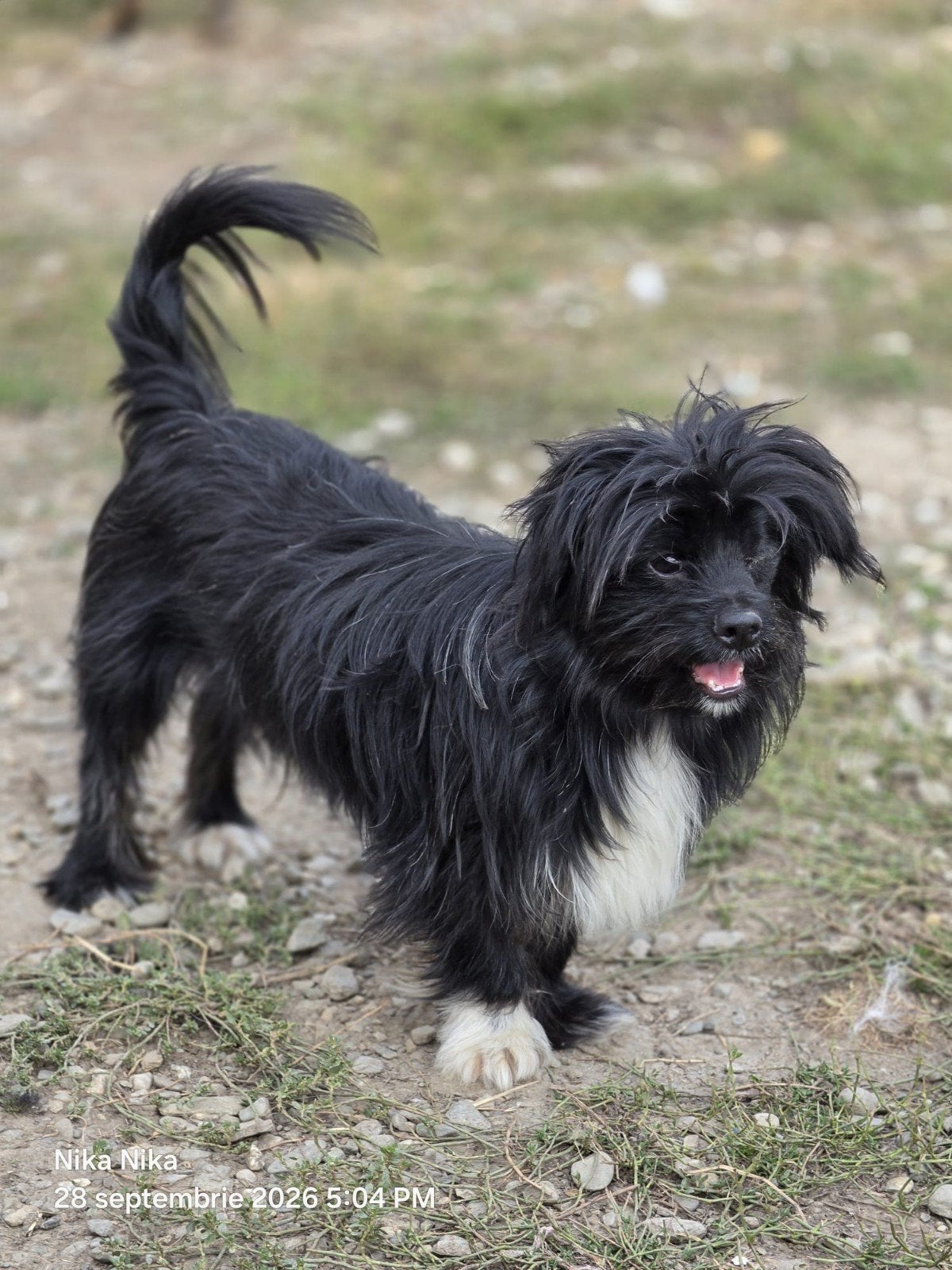 Toby met 1 oogje zoekt baasje, 1 tot 2 jaar, Buitenland, Eén hond, Klein