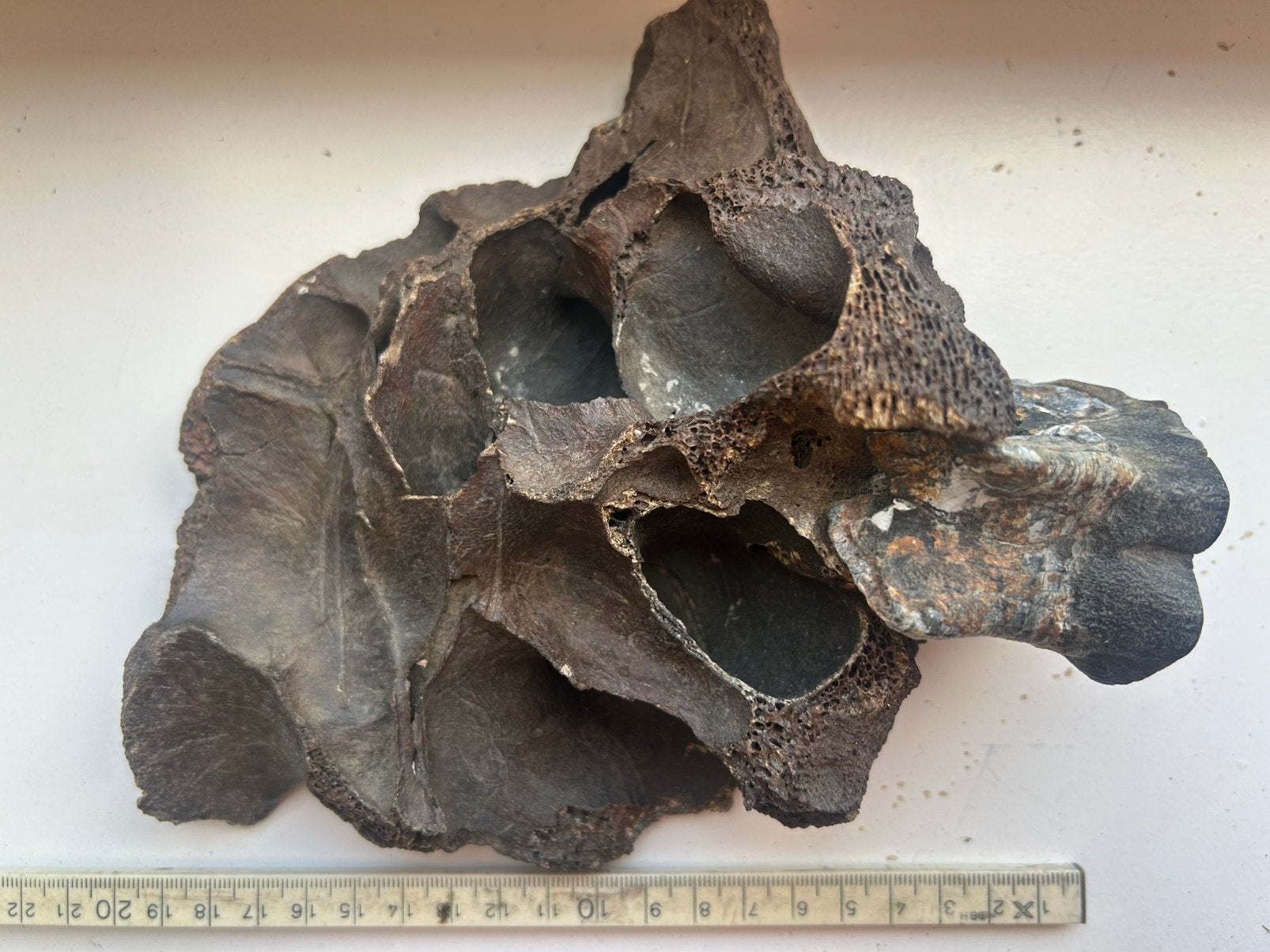 Kies met kaakfragment Wolharige Neushoorn, Ophalen of Verzenden, Fossiel