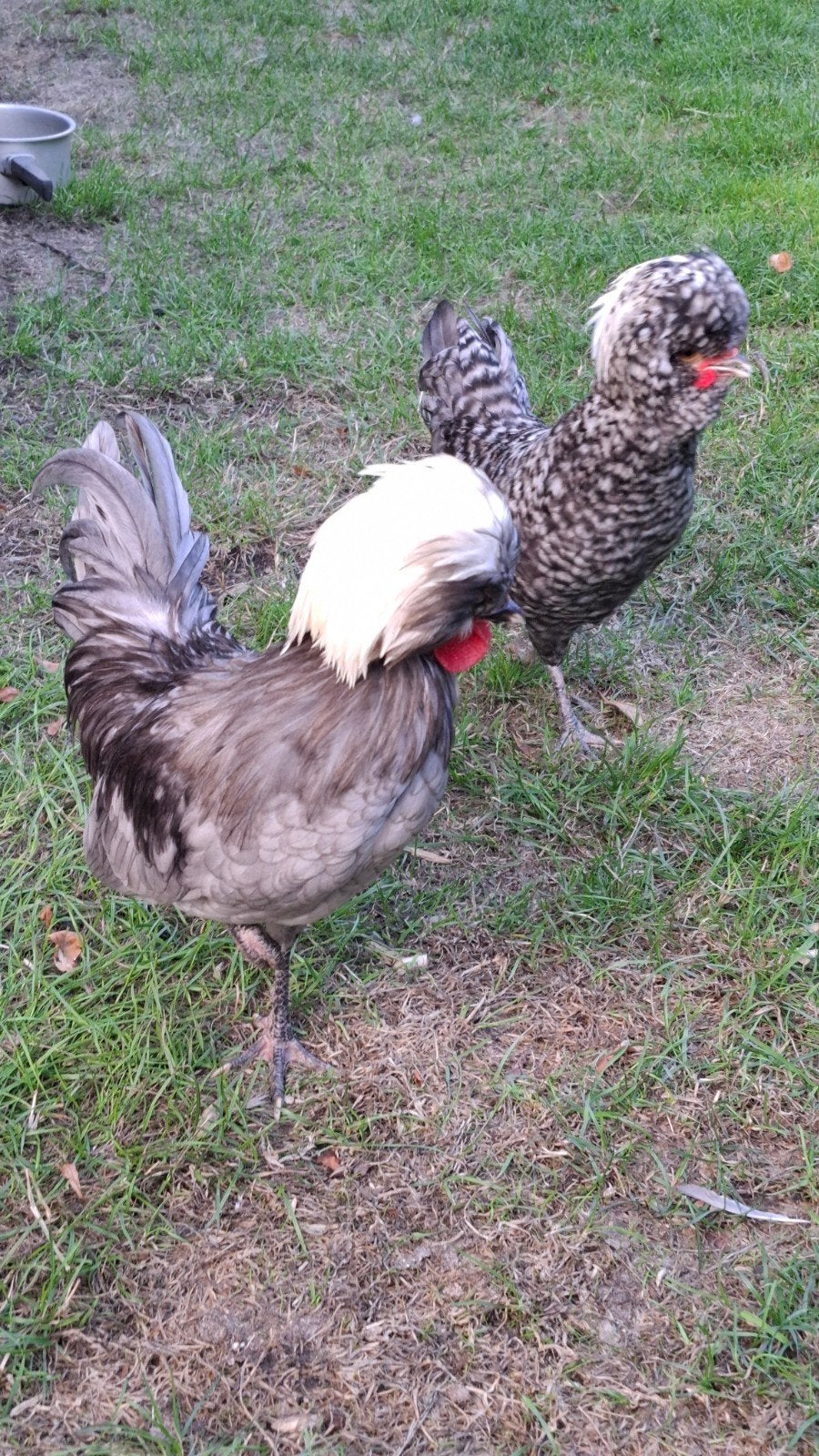 Gratis mooie kuifhoen (krielkip) haantjes, Dieren en Toebehoren, Pluimvee, Mannelijk, Kip
