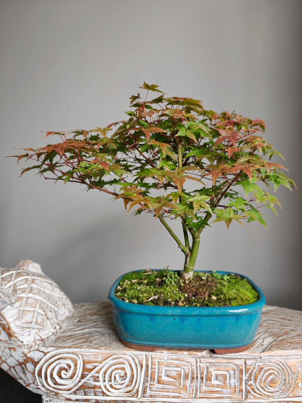 Acer Japanse Esdoorn Palmatum bonsai, Tuin en Terras, Bloeit niet, Halfschaduw, Minder dan 100 cm, Overige soorten
