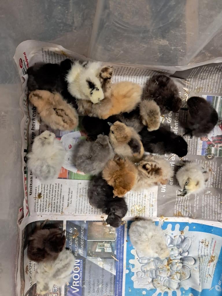 Zijdehoen kriel hen kuikens, Dieren en Toebehoren, Meerdere dieren, Kip